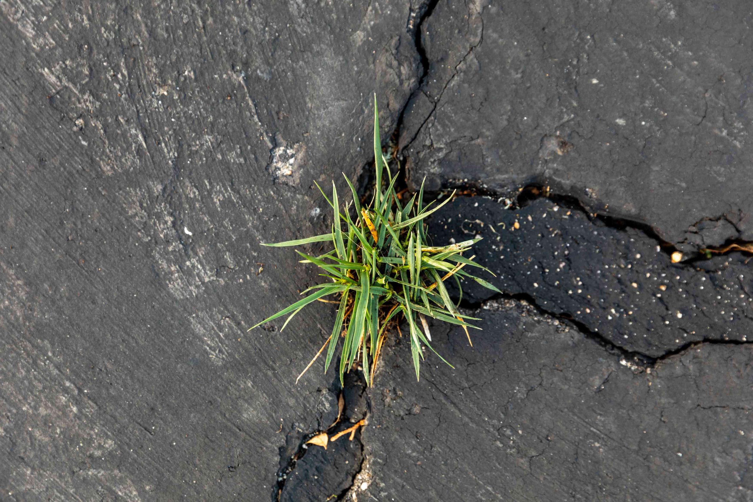 Epic Paving Blog How To Prevent Grass Growing In Driveway Cracks