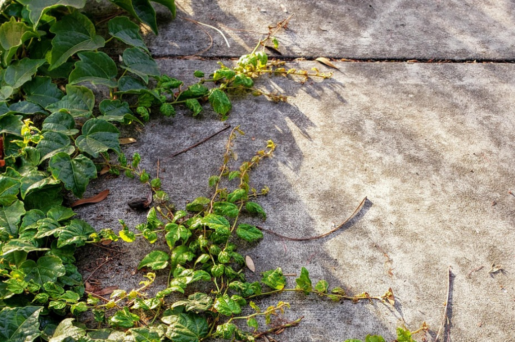 cracked sidewalk with leaves
